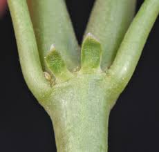 Image result for Zygophyllum cuneifolium