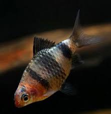 Pethia Nigrofasciata Siyah Yakut Barb Akvaryum Balik Siyah