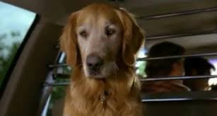 Jul 27, 2010 best answer: 20 Drinking Games You Need To Play When You Watch Homeward Bound