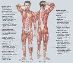 Muscle and anatomy are two words that are often heard when you are studying science. Pin On Nature