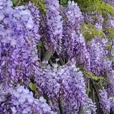 Check out our blue wisteria plant selection for the very best in unique or custom, handmade pieces from our товары для рукоделия shops. Wisteria Sinensis Prolific Blue Large Specimen Plant 6ft Garden Plants