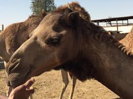Three men start chasing the victim, who eventually gets shoved down by one of the masked individuals. Humans Caught The Common Cold From Camels Scientists Discover The Independent The Independent