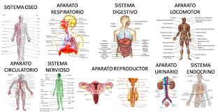 Resultado de imagen de necesidades organicas del ser humano