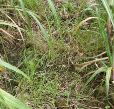 Image result for Hemarthria