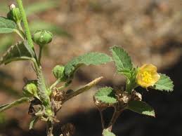 Image result for Sida rhombifolia