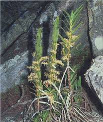 Image result for Tridactyle bicaudata