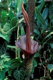 The Carnivorous Plant Faq Amorphophallus The Corpse Flower Sauromatum And Other Stinky Aroids