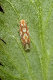 Image result for Erythrococca atrovirens