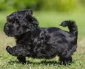 Short Haircut Havanese Short Hair