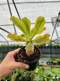 Image result for Euphorbia davyi