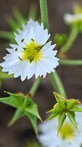 Image result for Alismataceae