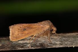 Image result for Globia algae