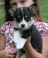 View photos and find the dog of your dreams today. Dunn S Farm Pembroke Corgi Puppies In Pennsylvania