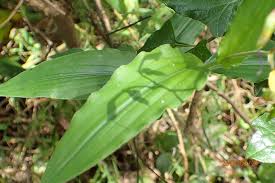 Image result for Aneilema aequinoctiale