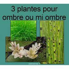 Maybe you would like to learn more about one of these? Lot De Plantes Aquatiques Pour Bassin A L Ombre Ou Mi Ombre