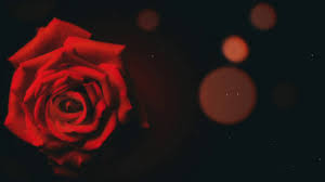 Looking for the best wallpapers? Red Rose Background For Valentines Day Love Romantic Weeding Copyright Free Video Youtube