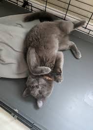 Because cats are covered in so much fur, its also important to feel your cat's body for signs of skin cancer. 41 With Stage 4 Colon Cancer Album On Imgur