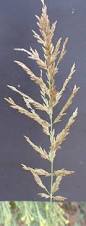 Image result for Eragrostis curvula