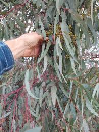 Image result for Eucalyptus tereticornis