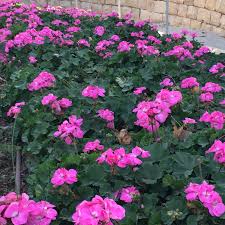 This business listing is provided by Plantwise Southern California Has Much In Common With South Africa Daily News