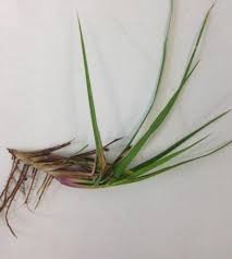 Check spelling or type a new query. Enh6 Lh006 Bahiagrass For Florida Lawns
