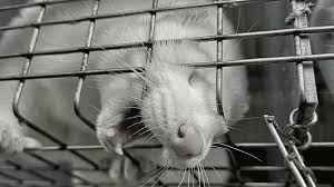 Decidí llevar el libro de terribles adivinanzas al cuarto donde vivían los libros para ciegos. Animales Para Vestir Animanaturalis