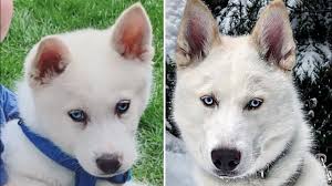 The breed belongs to the spitz genetic family. 9 Weeks To 7 Months White Siberian Husky With Blue Eyes Youtube