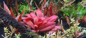 Image result for Samolus