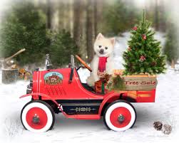 New york's most experienced pet photographer, richie schwartz, has partnered with pet businesses to bring another great service to your neighborhood pet supplies store. Glendale Brea Pet Photography Photo Perfections