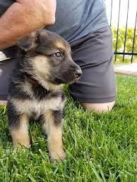 German shepherd dog dogs for adoption near austin, texas, usa, page 1 (10 per page) puppyfinder.com is proud to be a part of the online adoption community. Litter Of 8 German Shepherd Dog Puppies For Sale In Borger Tx Adn 32577 On Puppyf German Shepherd Puppies Sable German Shepherd Sable German Shepherd Puppies