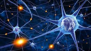 Cuántas neuronas tiene el ser humano?