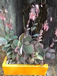 Kalanchoe Fedtschenkoi Variegata Cactus Y Suculentas Suculentas Plantas