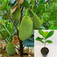 Image result for Artocarpus heterophyllus