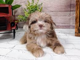 Expect to pay less for a puppy without papers, however, we do not recommend buying. Shih Poo Puppies Petland Murfreesboro