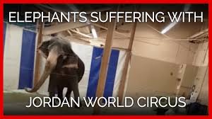Their skin color is grey. Animals At The Worst Circuses In The Country Need Your Help Peta