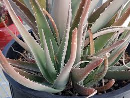 Image result for Alloeochaete