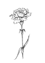 Single Carnation Art Print By Dashblossoms Carnation Flower Drawing Carnationflowerdra Carnation Flower Tattoo Birth Flower Tattoos Realistic Flower Tattoo