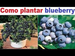 Como Plantar Blueberry Ou Mirtilo Guia Completo Youtube Planta De Mirtilo Horta Quintal Hidroponia