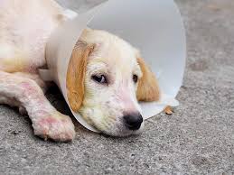 Medications to kill these mites on your pet may be different from those prescribed for other types of. Sarcoptic Mange In Dogs Small Door Veterinary