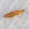Got a photo of a bug you'd like identified? Https Encrypted Tbn0 Gstatic Com Images Q Tbn And9gcq3r5mbqjcf K5isfinkxwq7n7 Pbljmz Ljfzctue Usqp Cau