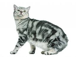 Discover the best cat breed for you. British Shorthair Cat Breed Profile Petfinder