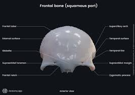 Image result for Frontal Bone