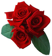 Red Rose Png Image Red Rose Png Edible Rose Petals Red Roses