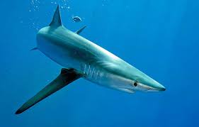 Image result for Ochna glauca