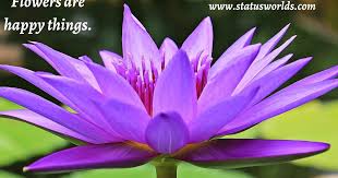 Image by albrecht fietz from pixabay apart from providing a wonderful warm feeling in your heart, these sentiments and sayings are also particularly useful for all the artistic and crafty projects that you might be working on. Colorful Flower Status Quotes Captions 2021 For A Flower Lover Status World