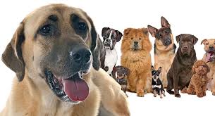 Their gentle and patient demeanor makes them suitable companions for children. Anatolian Shepherd Mixes What To Expect With This Intriguing Breed