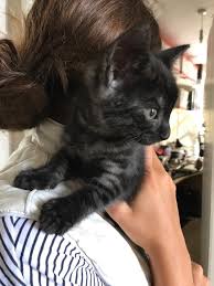 Black And Grey Tabby Kittens These Are Rare Black Smoke Ghost Tabby Kittens We Have Four Females Available Currently 7 Wks Old Tabby Cat Pictures Tabby Kitten Tabby Cat