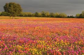 Strawberry Fields Forever Wild Flowers Wildflowers Photography Landscape The association invited citizens to vote for one of six native plants for nomination as the state's official wildflower. strawberry fields forever wild