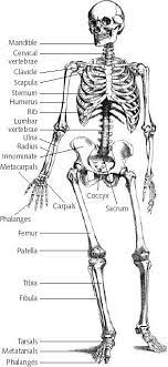 Pin By Porcia Marchbanks On Inspiring Ideas Anatomy Bones Body Anatomy Human Bones Anatomy