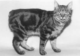 Mans Cat Hayvanlar Kedi
